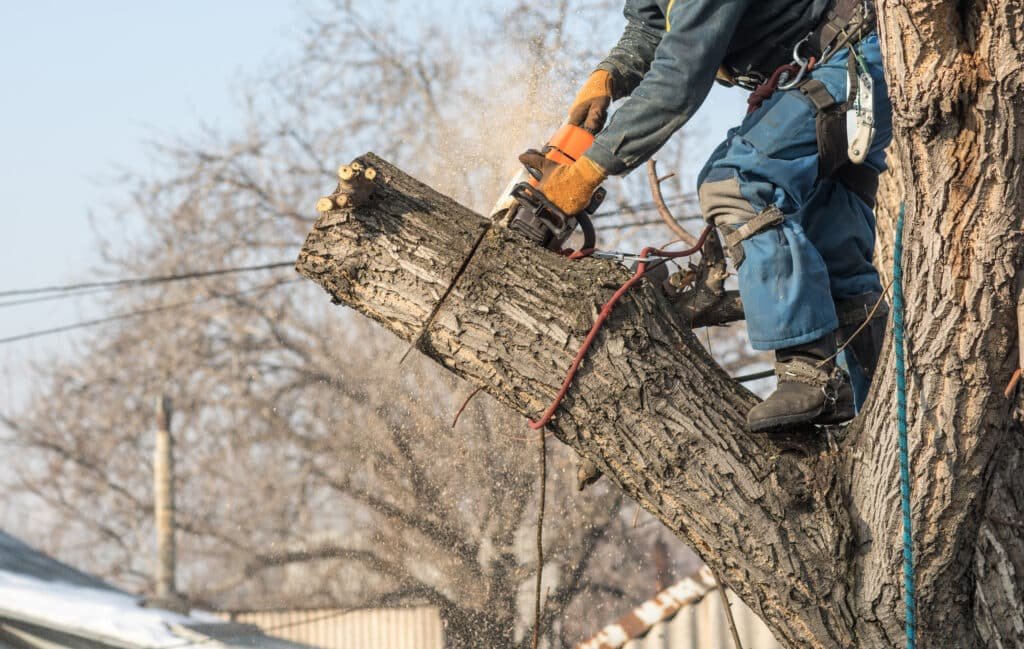 Bucheron qui abat la branche d'une arbre avec une tronçonneuse