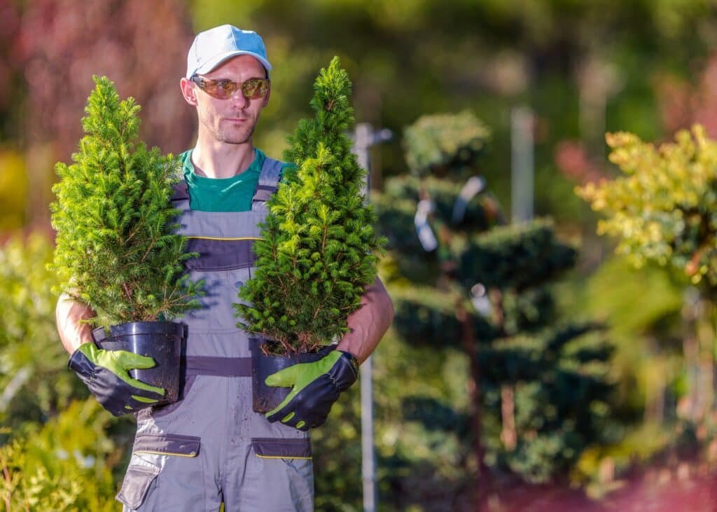 Jardinier en tenue de travail transportant deux jeunes conifères dans un jardin pépinière, prêt pour la plantation.